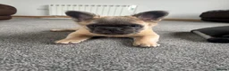 French Bulldog dogs for sale: 🐾💕 TWO GORGEOUS FLUFFY FRENCH BULLDOGS 💕🐾 - Advert 8