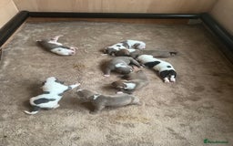 American Bull Staffy dogs for sale: Perfect Puppies -American Bull Staffy’s  - Image 1