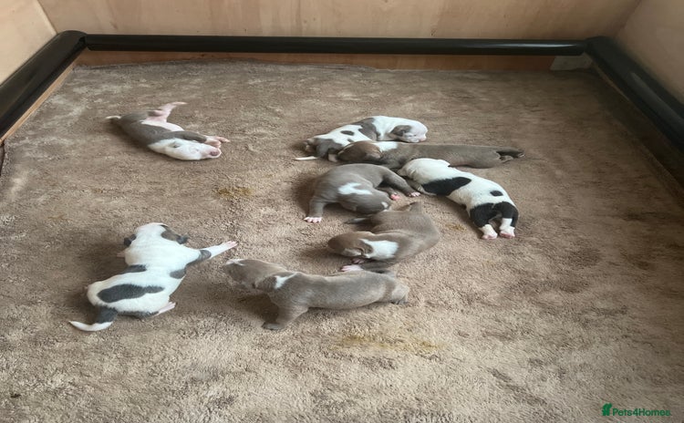 American Bull Staffy dogs - Advert 1