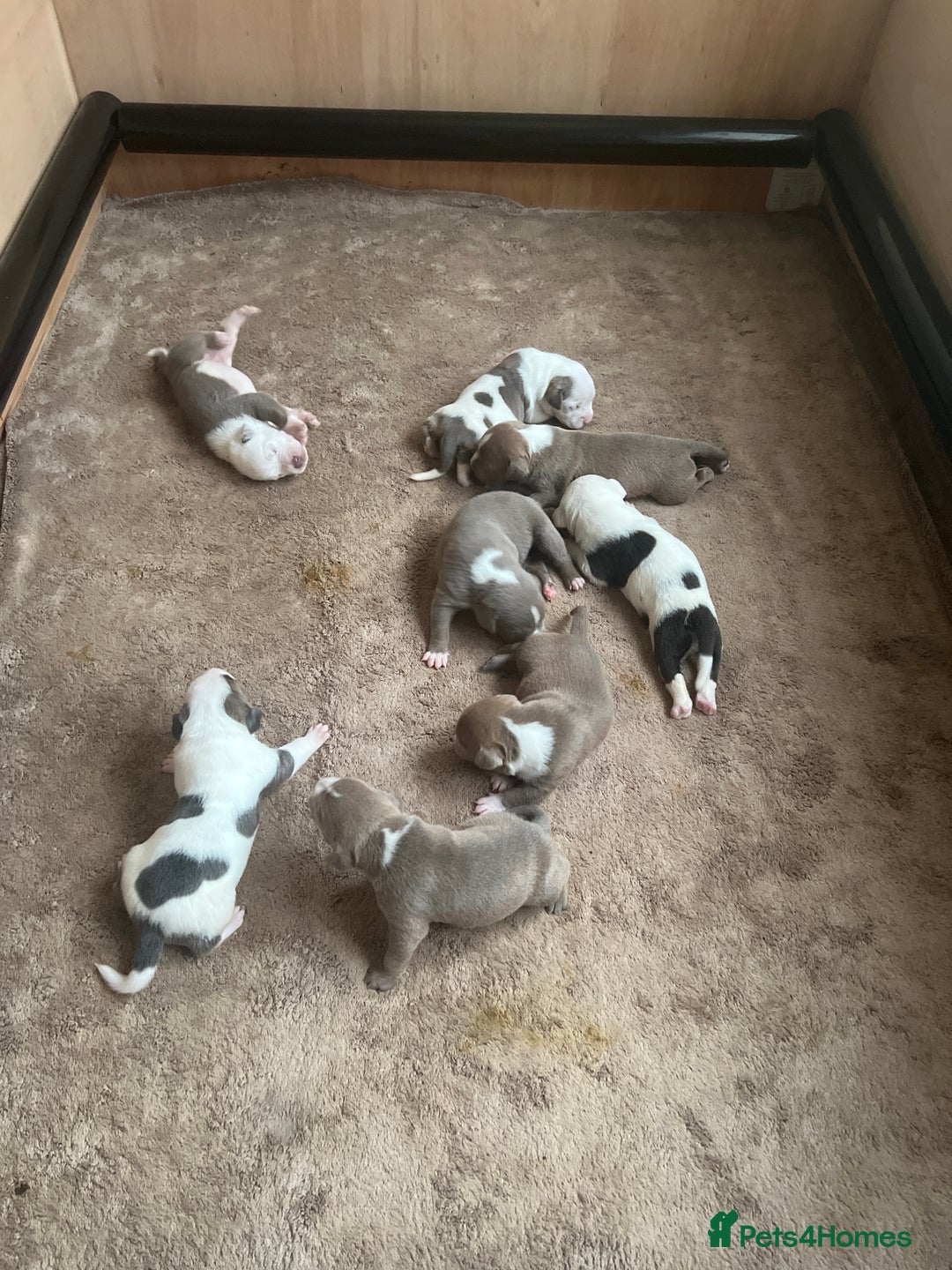 American Bull Staffy dogs for sale: Perfect Puppies -American Bull Staffy’s  - Image 1