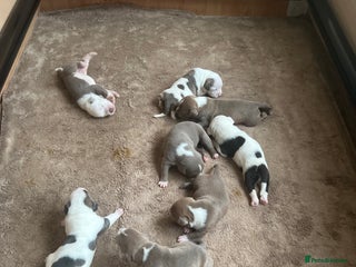 American Bull Staffy dogs - Advert 3