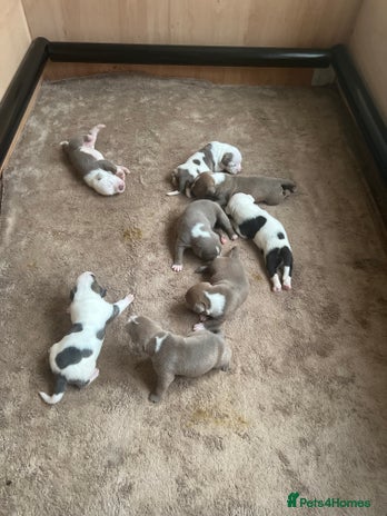 American Bull Staffy dogs - Advert 2