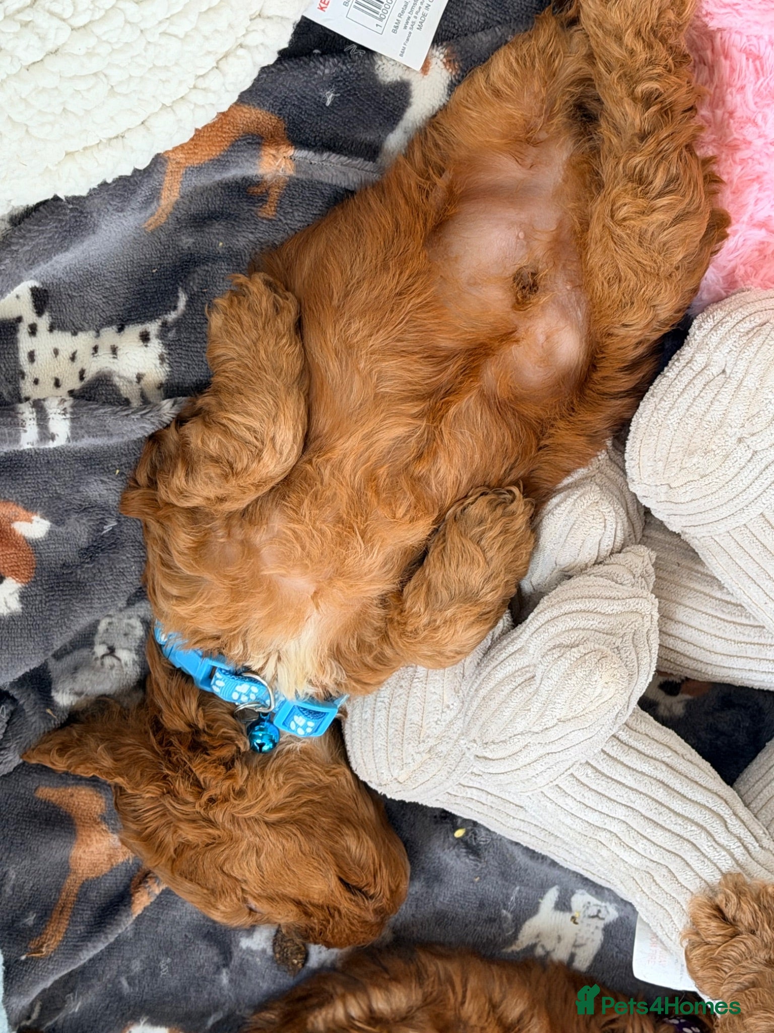 Cockapoo dogs ⚜️🌸Lady Whistledown  F1 Premium Cockapoos🌸⚜️ - Advert 2