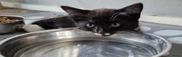 Mixed Breed cats for sale: Tobi and Poppy are looking for a new home - Advert 10