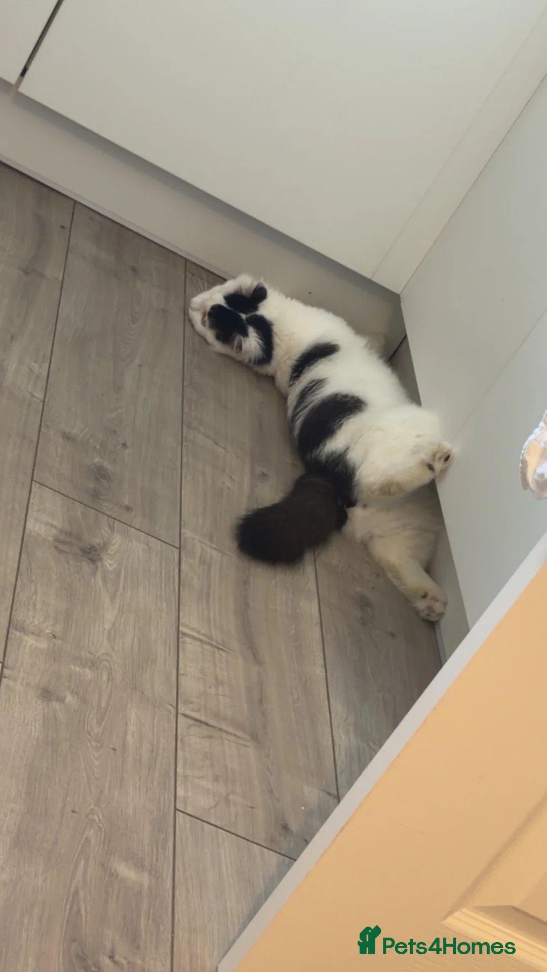 Domestic Shorthair cats for sale: One eyed boy  in Wellingborough - Advert 2