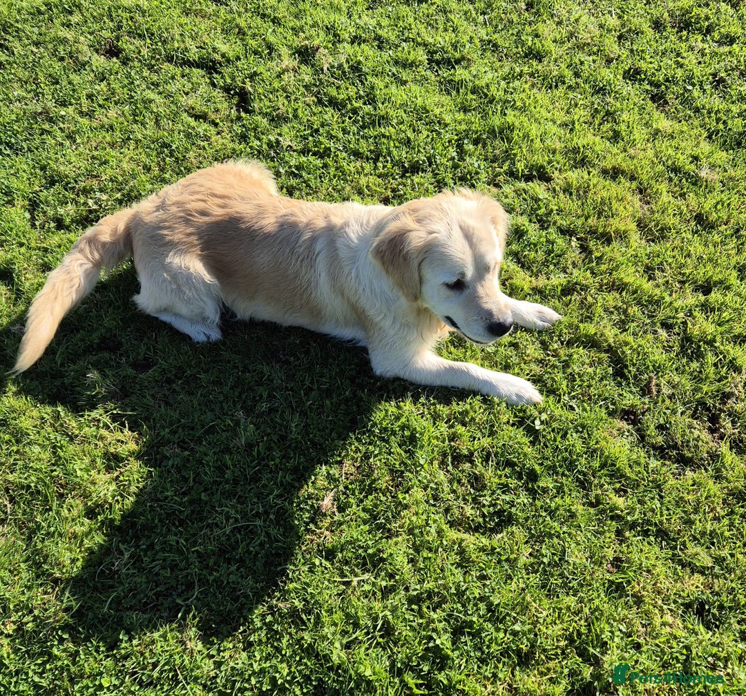 Golden Retriever dogs for sale: Beautiful golden retriever girl - Advert 2