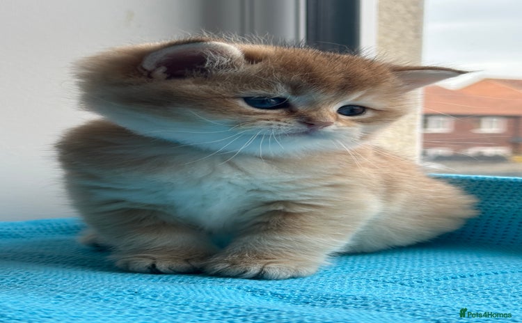 British Shorthair cats - Advert 14