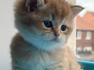 British Shorthair cats - Advert 12