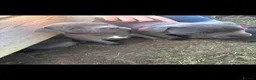 Staffordshire Bull Terrier dogs for stud: Proven For Stud KC Blue Staffordshire Bull Terrier - Advert 15