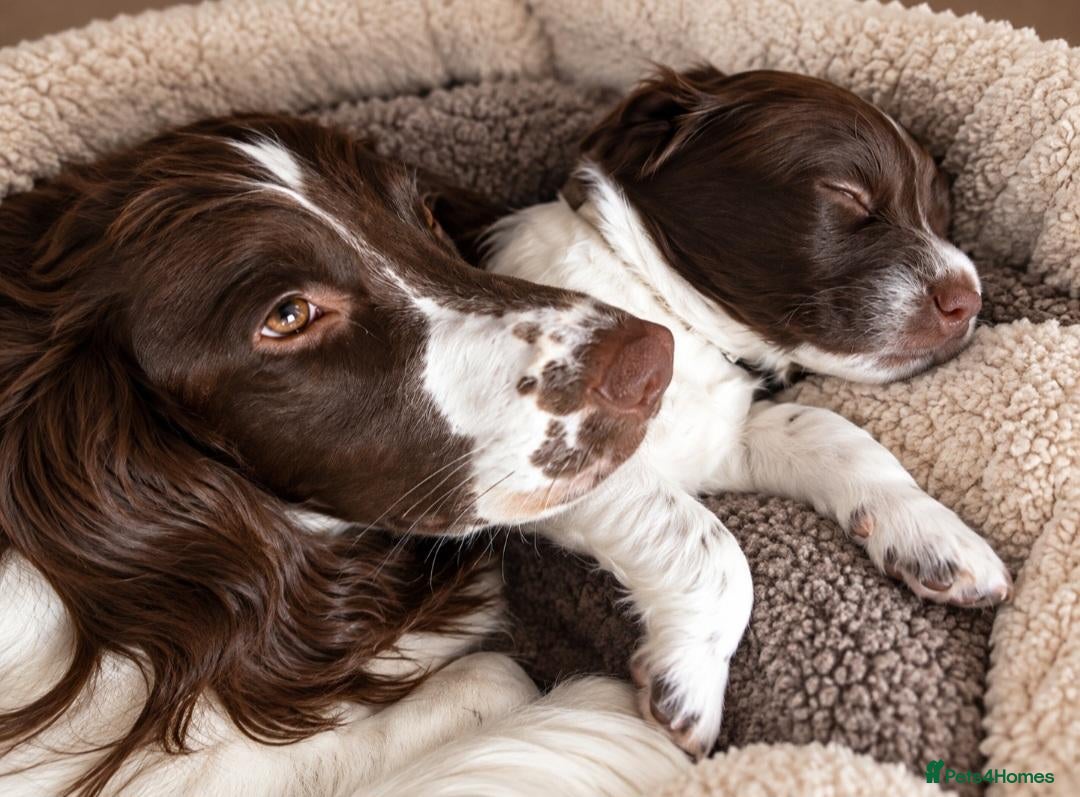 English Springer Spaniel dogs 💫Beautiful🐾KC💛 English Springer Spaniel Puppies - Advert 10