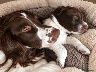 English Springer Spaniel dogs 💫Beautiful🐾KC💛 English Springer Spaniel Puppies - Advert 10