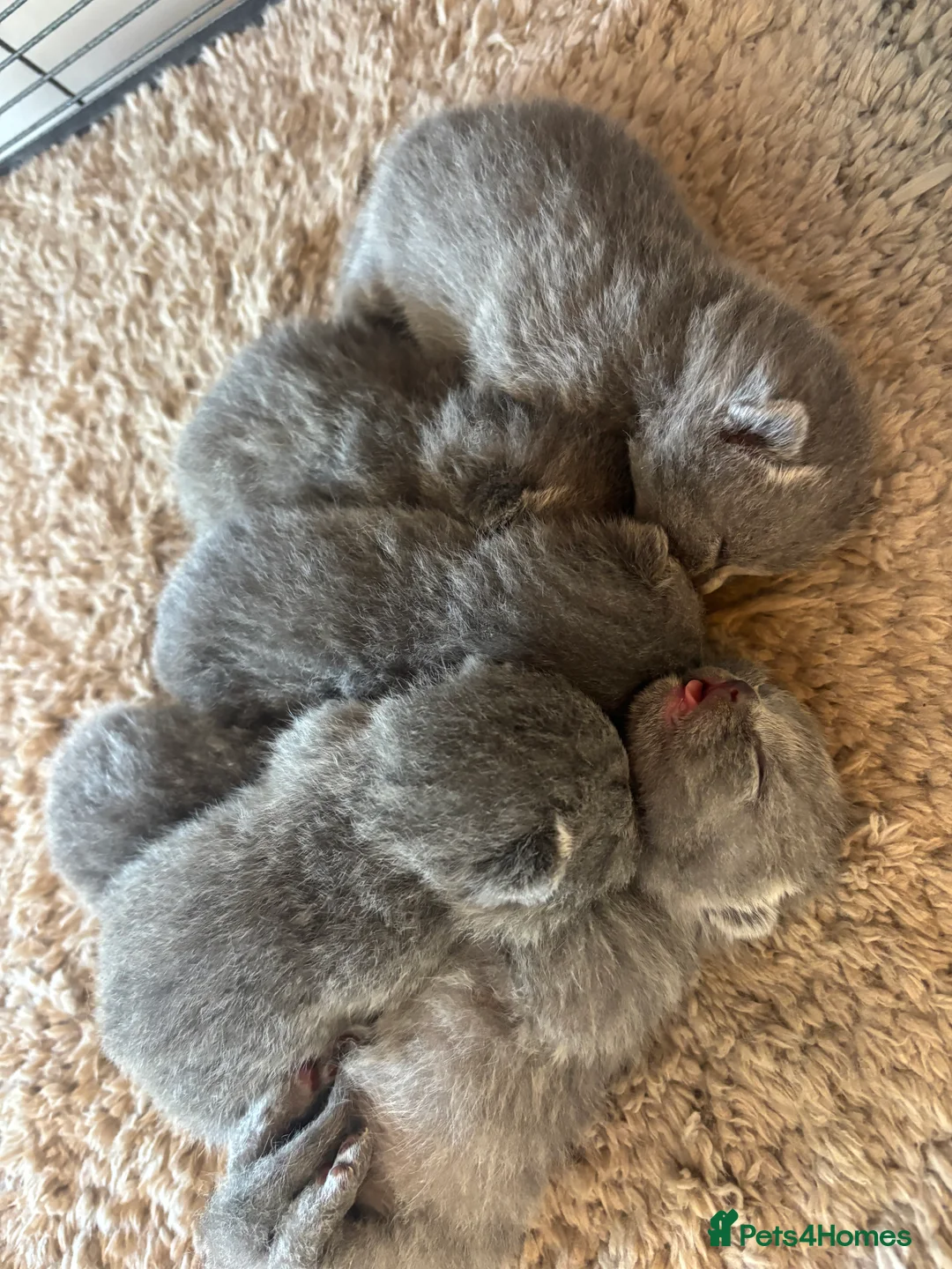 British Shorthair cats for sale: NEW BABIES ARRIVED GCCF British Shorthair Kittens in Tunbridge Wells - Advert 6