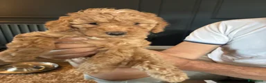 Miniature Poodle 3