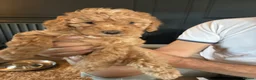 Miniature Poodle dogs for sale: 1 boy left KC registered poodles  - Advert 13