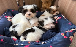 Shih Tzu dogs for sale: Shih tzu puppy’s  - Image 2