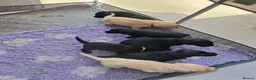 Labrador Retriever dogs for sale: KC reg HEALTH TESTED LAB PUPPIES - Advert 8