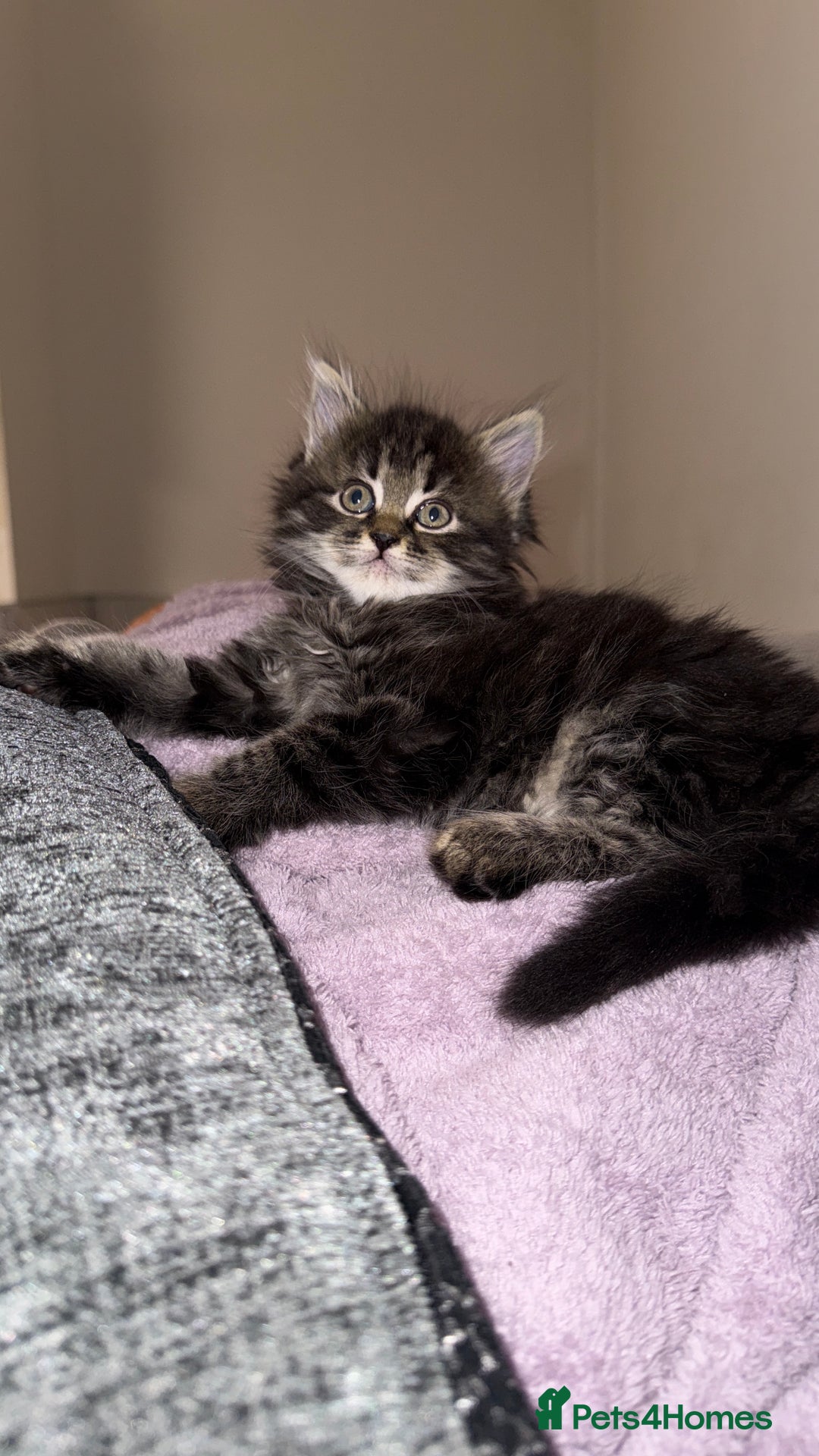 Persian cats for sale: PersianBSH silver, ginger & dark silver kittens 🩷 - Advert 11