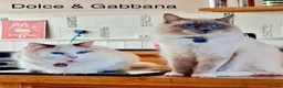Ragdoll cats for sale: Beautiful bicolour & point Ragdoll kittens  - Advert 9