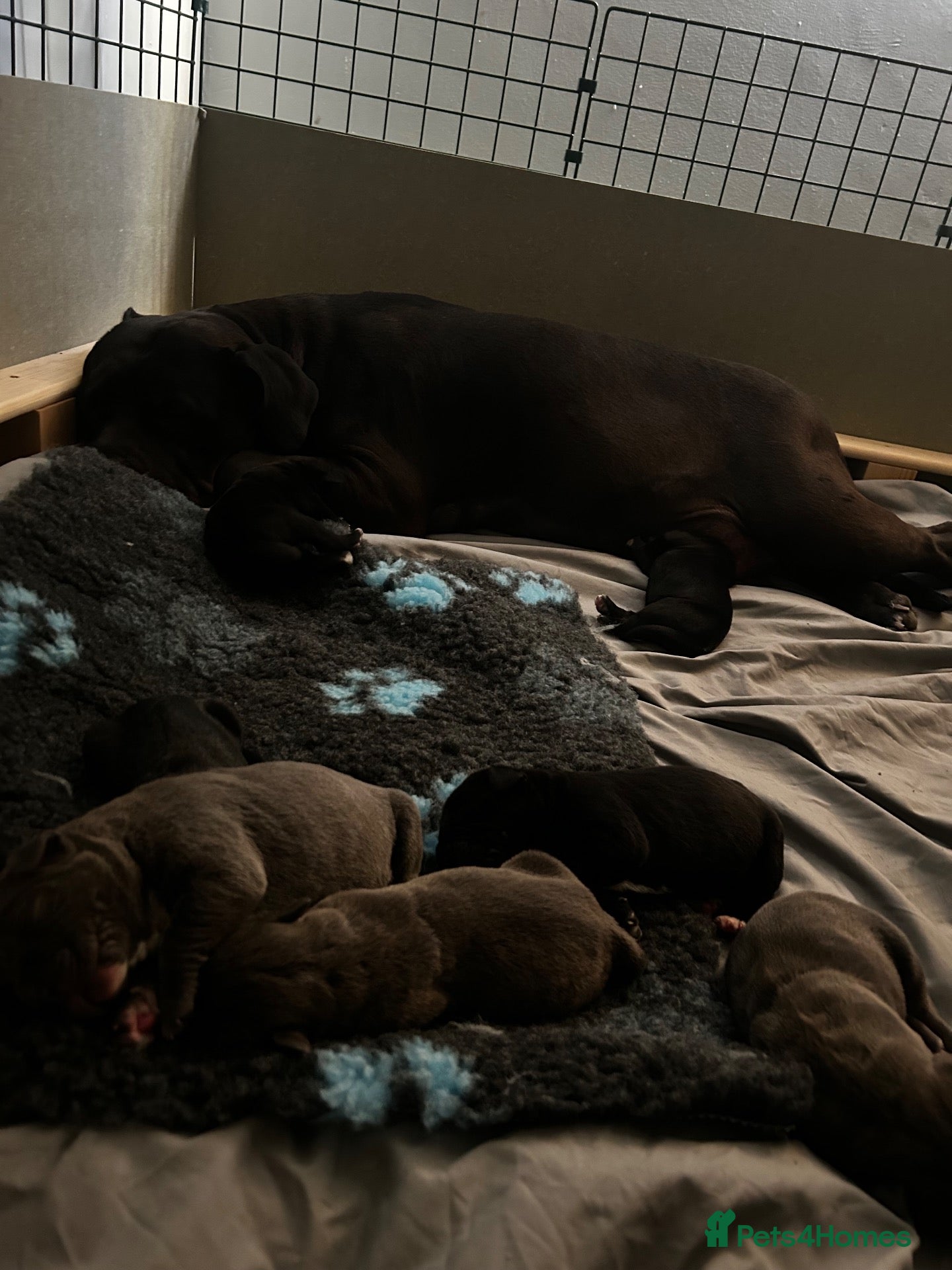 Mixed Breed dogs Beautiful Cane Corso Puppy  - Advert 17
