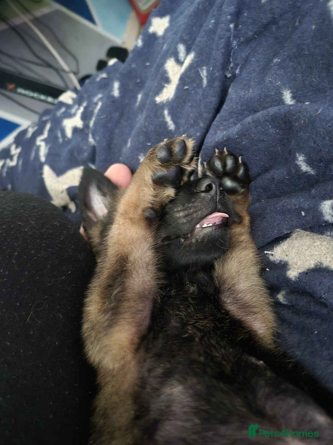 Belgian Shepherd Dog dogs for sale: Belgian Malinois puppy LILO - Image 2