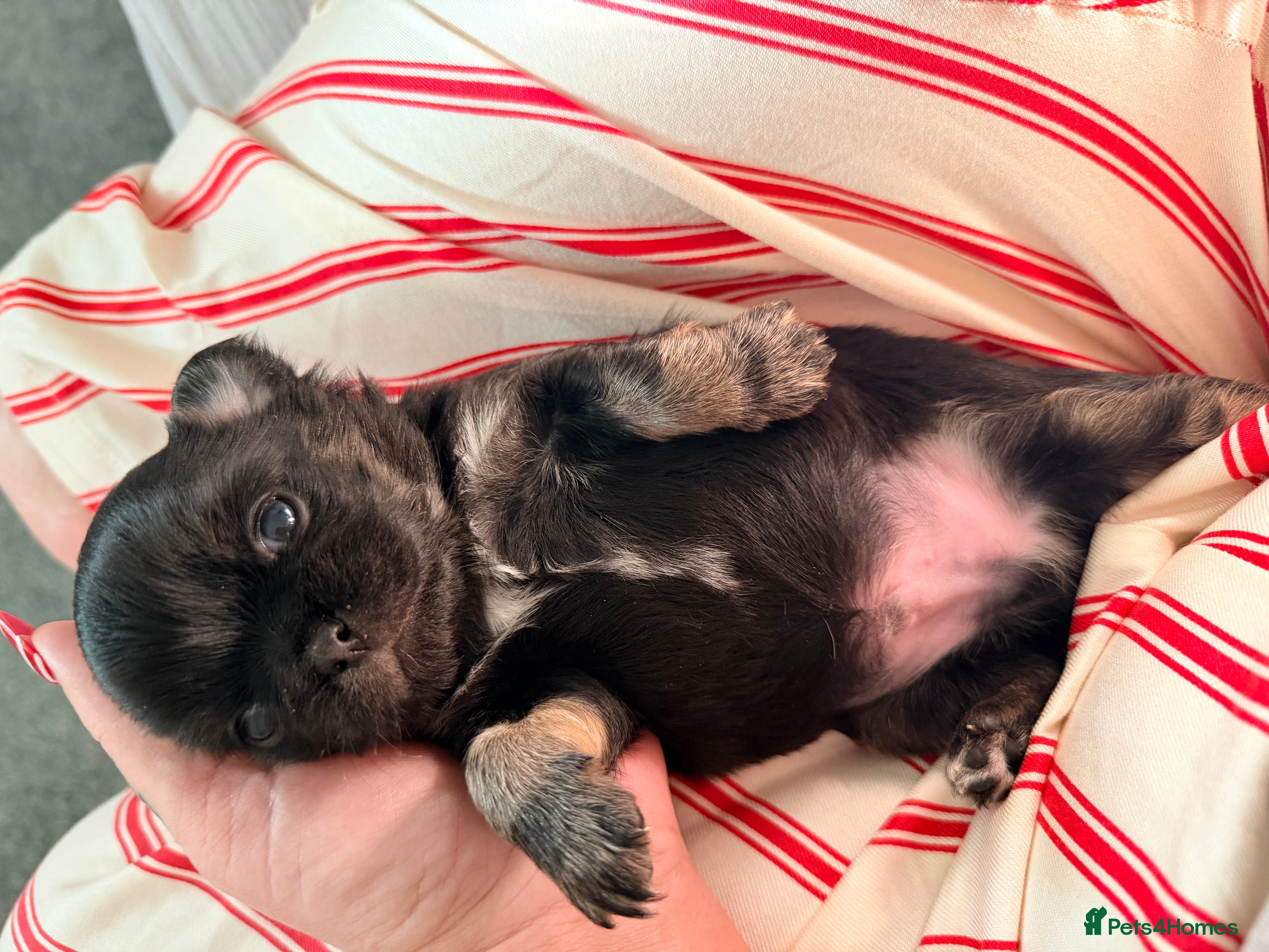 Chihuahua dogs Russian long coat chihuahua  - Advert 3