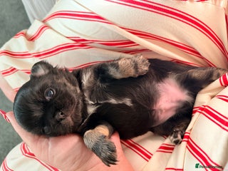 Chihuahua dogs Russian long coat chihuahua - Advert 3