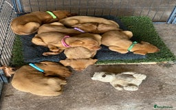 Labrador Retriever dogs for sale: Fox Red Working Labrador puppies for sale - Image 3