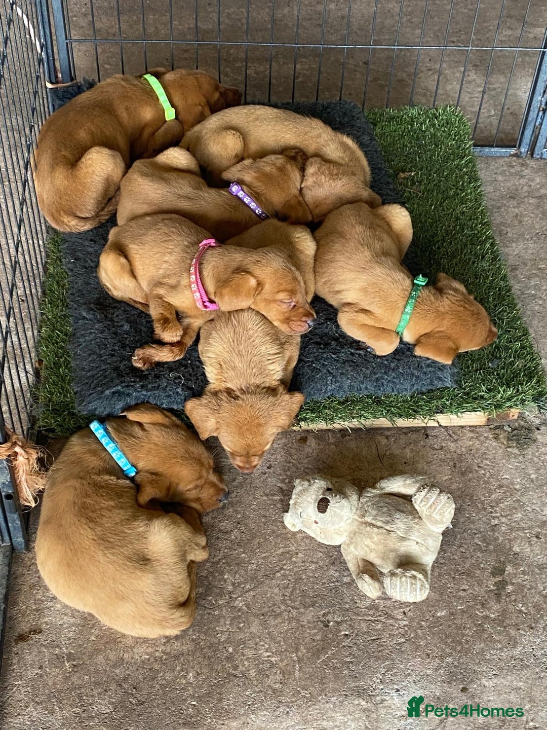 Labrador Retriever dogs for sale: Fox Red Working Labrador puppies for sale - Image 3
