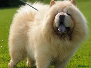 Chow Chow dogs Platinum Cream boy Teddy in Sheffield - Advert 1