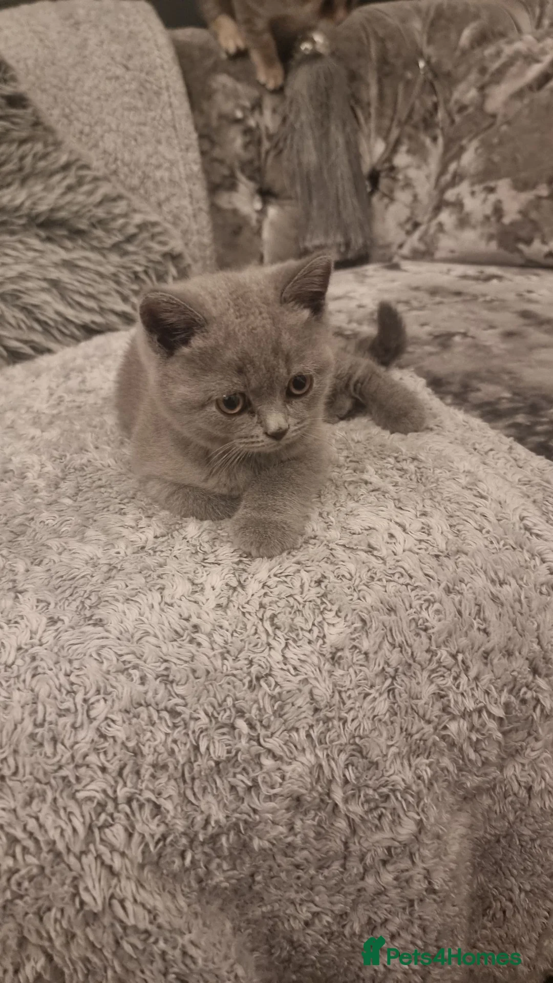 British Shorthair cats for sale: Spookie - Advert 2