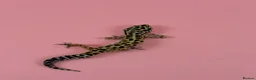 Leopard Gecko reptiles for sale: X2 Female Leopard Gecko's - Advert 4