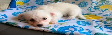 Bichon Frise 2