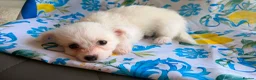 Bichon Frise dogs for sale: 4 Bichon Frise Boys – Vaccinated & Microchipped - Advert 12