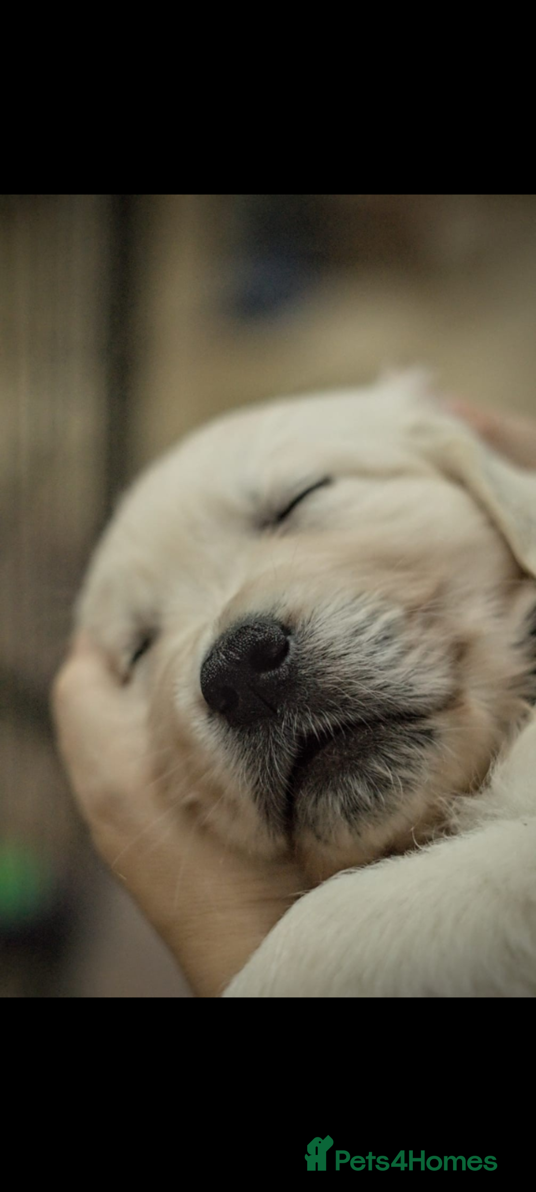 Golden Retriever dogs for sale: Golden retriever puppies for sale  - Advert 12