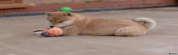 Japanese Shiba Inu dogs for sale: Beautiful Shiba Inu puppies  - Advert 11