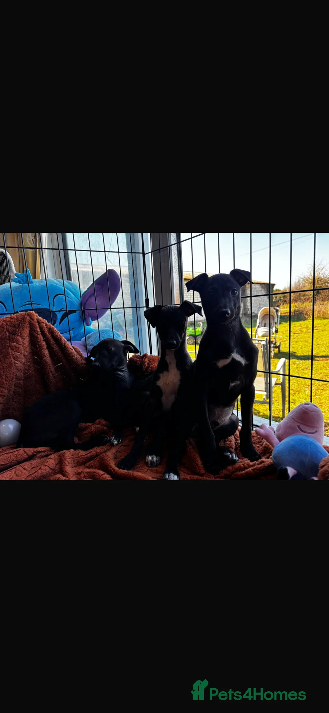 Italian Greyhound dogs for sale: 💙Three Stunning Boys💙 in Thetford - Advert 18