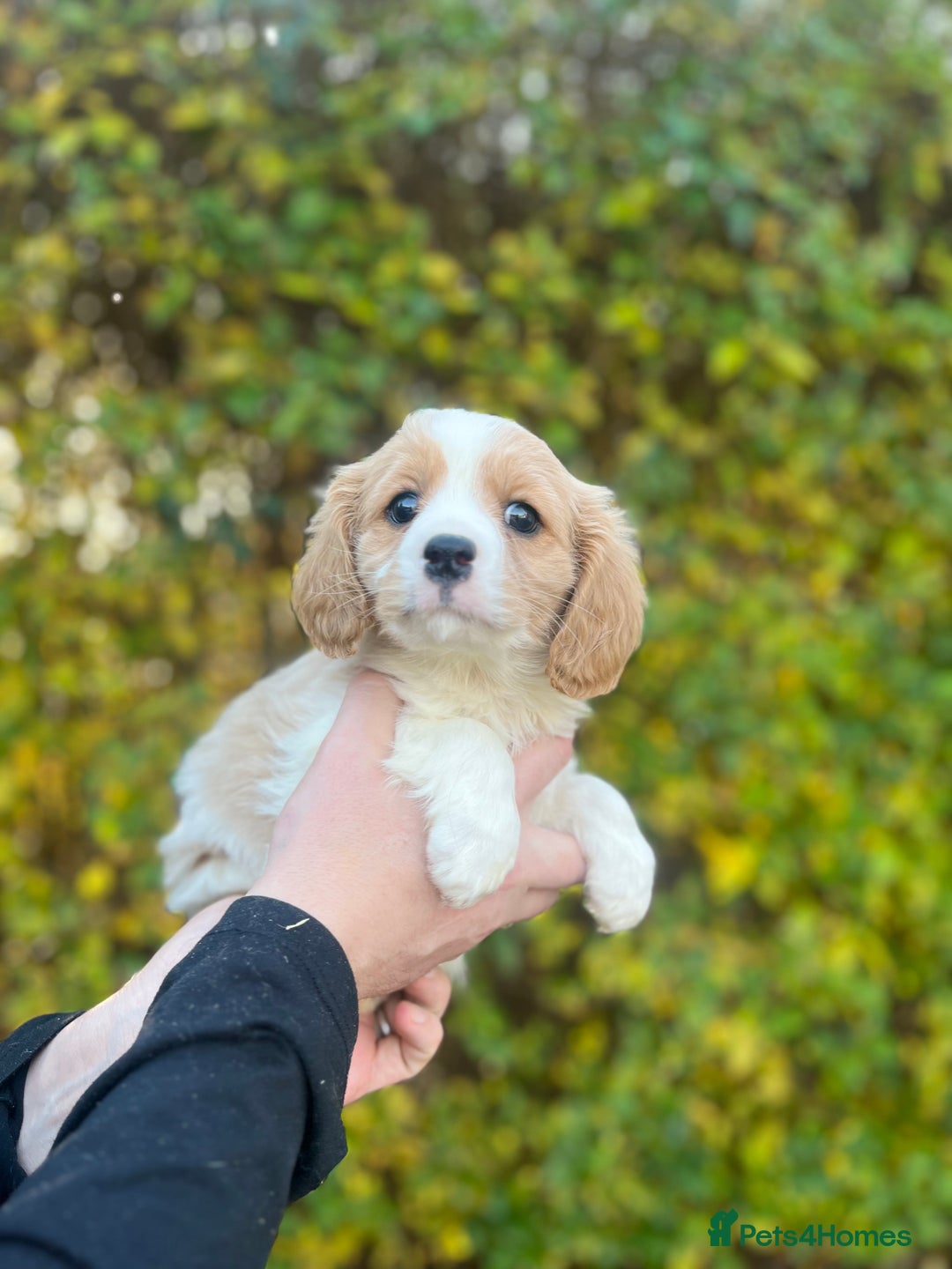 Cavachon dogs for sale: Cavachon Puppies Health Tested Clear  - Advert 11