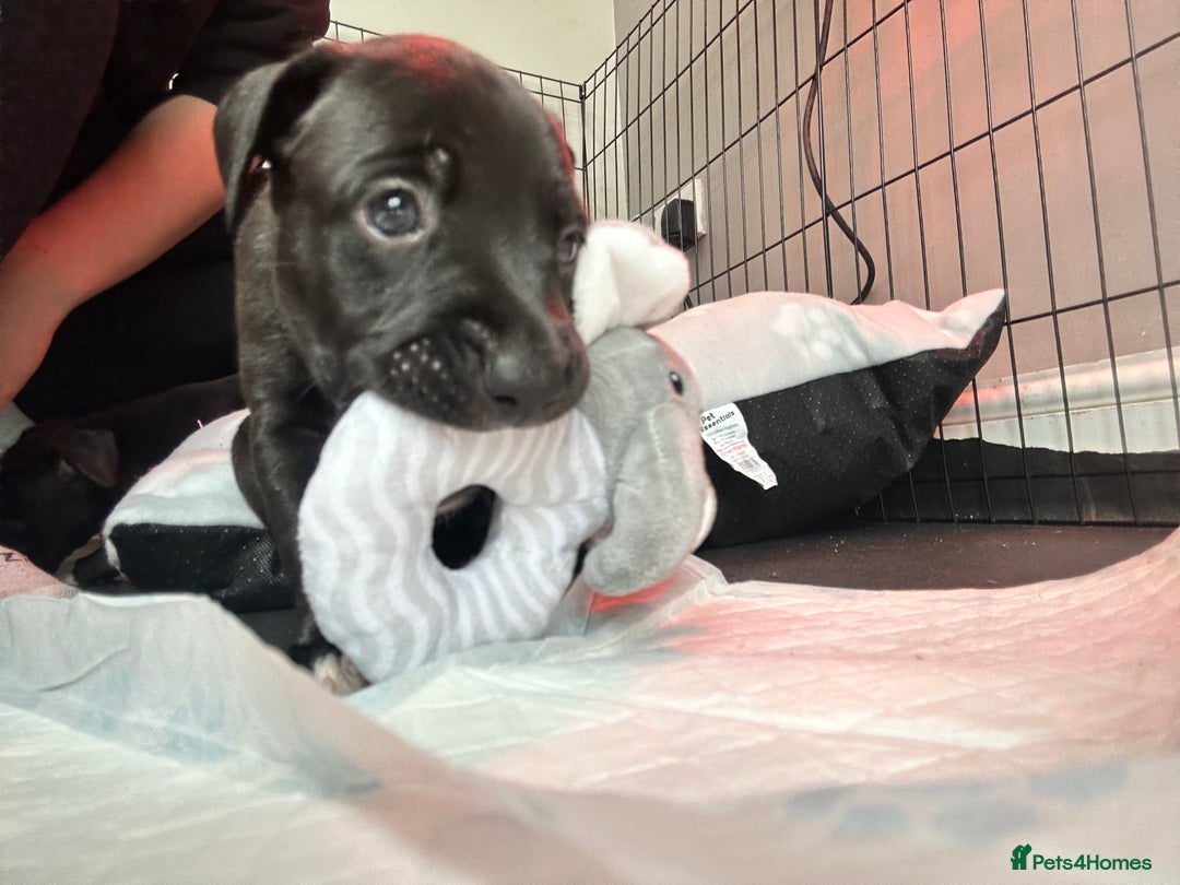 Mixed Breed dogs for sale: Bull whippets - Image 4