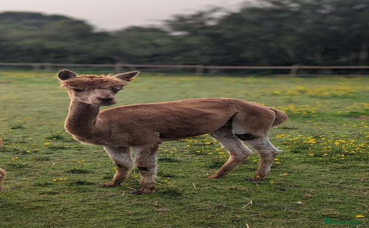 Alpaca livestock - Advert 3