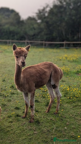 Alpaca livestock - Advert 19