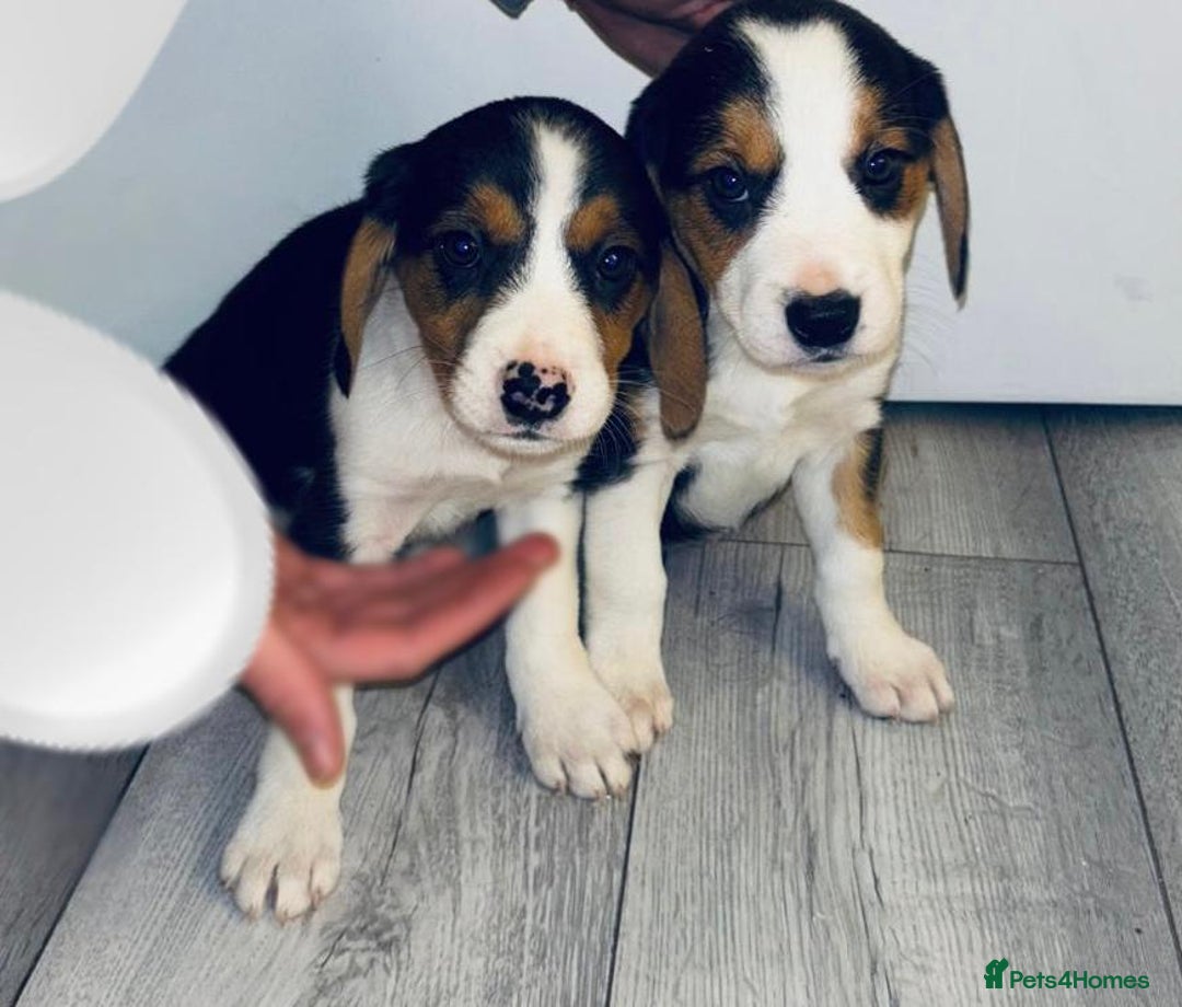 Beagle dogs for sale: Beagle Puppies - Advert 8