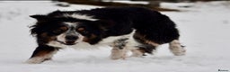 Border Collie dogs for stud: Rough coated , Tri colour Border Collie at Stud.  - Advert 3