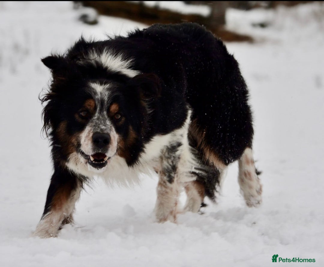 Border Collie dogs for stud: Rough coated , Tri colour Border Collie at Stud.  - Advert 3