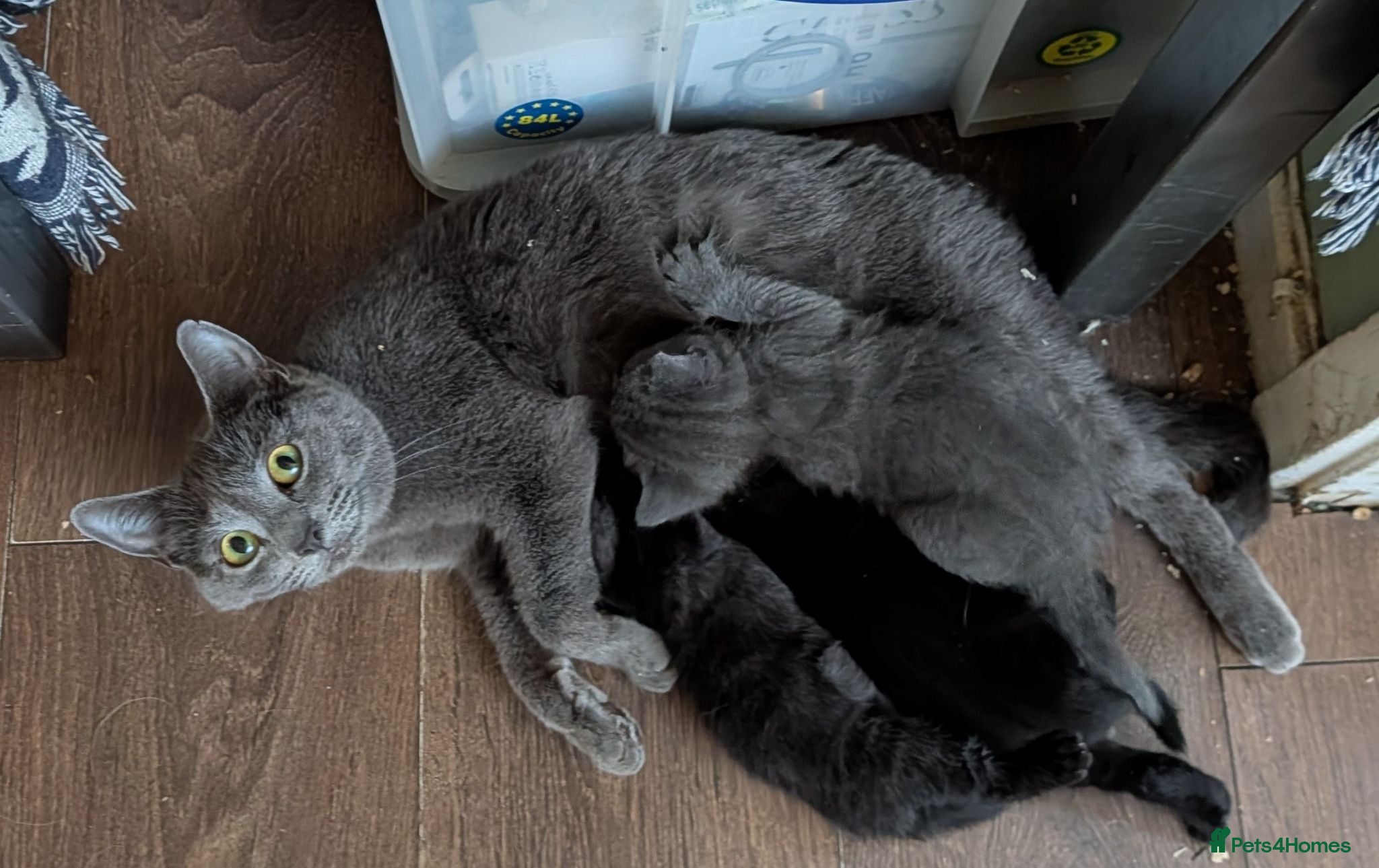 Mixed Breed cats Three beautiful girl kittens for sale. - Advert 1