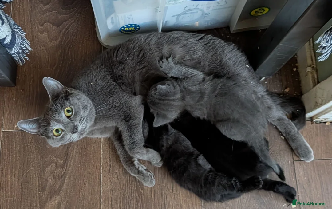 Mixed Breed cats for sale: Three beautiful girl kittens for sale. - Advert 1