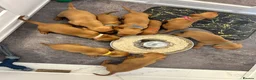 Hungarian Vizsla dogs for sale: Stunning Hungarian vizsla puppies x9 - Advert 9