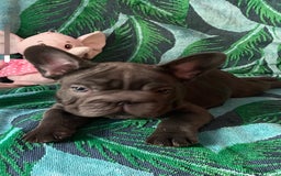 French Bulldog dogs for sale: French Bulldog 4 Boys and 3 girls  - Image 24