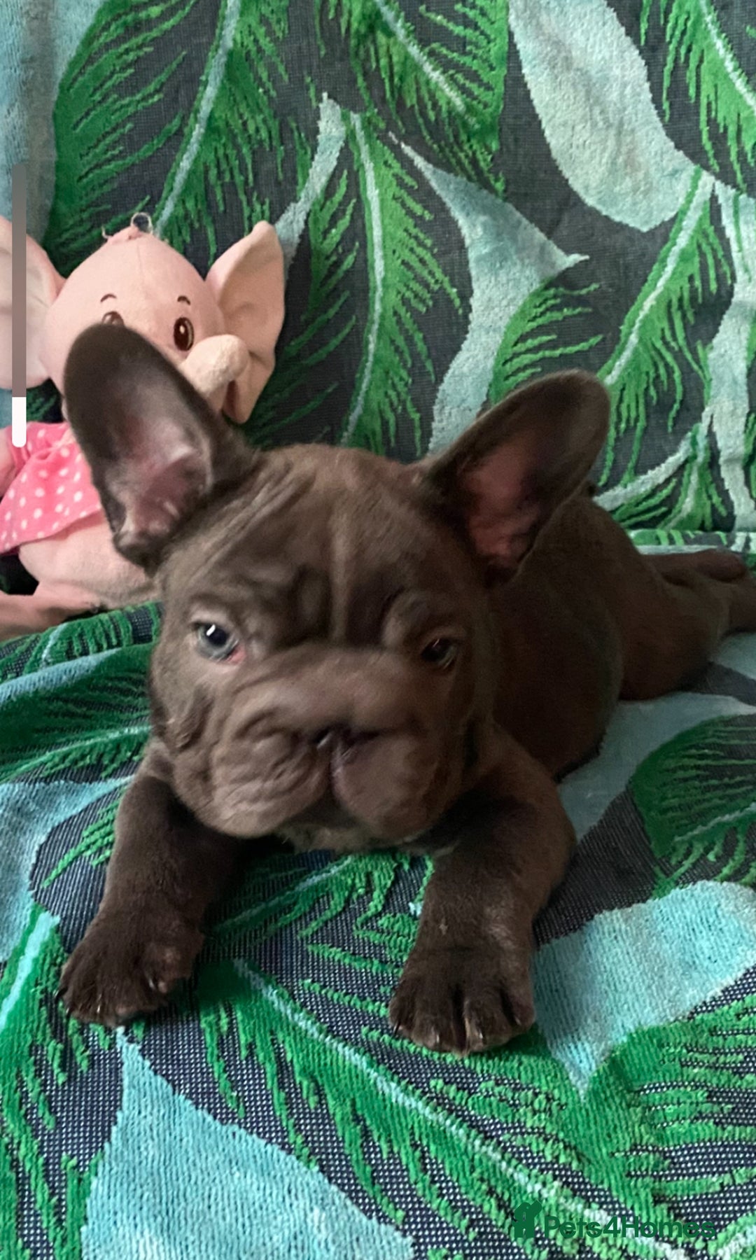 French Bulldog dogs for sale: French Bulldog 4 Boys and 3 girls  - Image 24