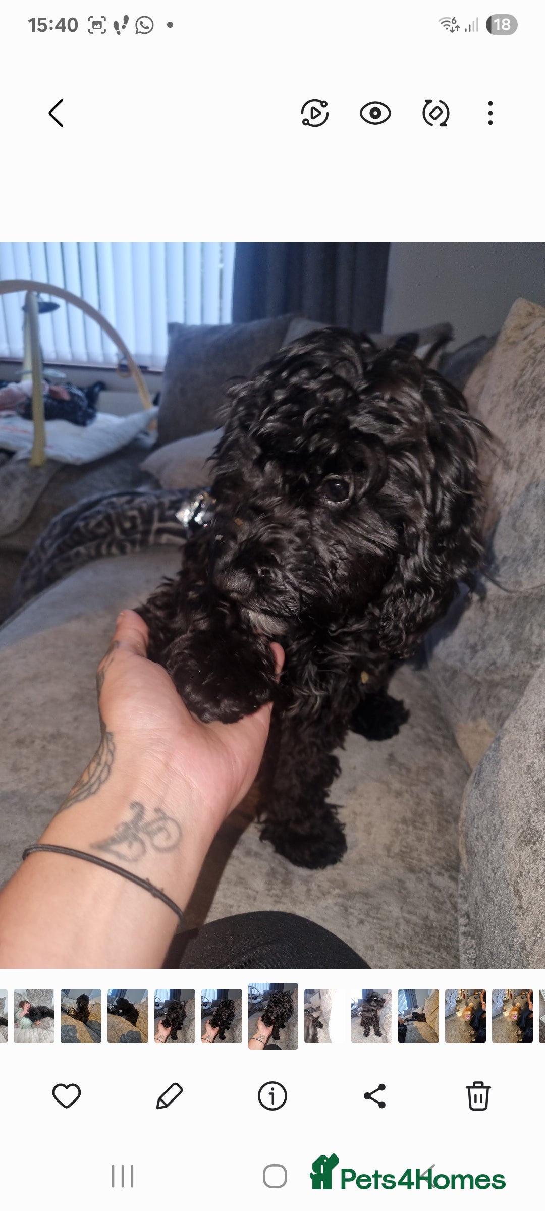 Cockapoo dogs for sale: Cockapoo  - Image 2