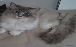 Ragdoll cats for sale: Ragdoll kittens Linx & Colourpoint - Image 2